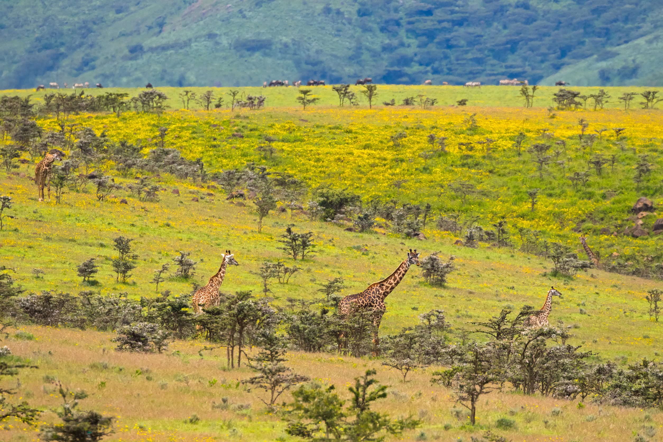 Arusha National Park