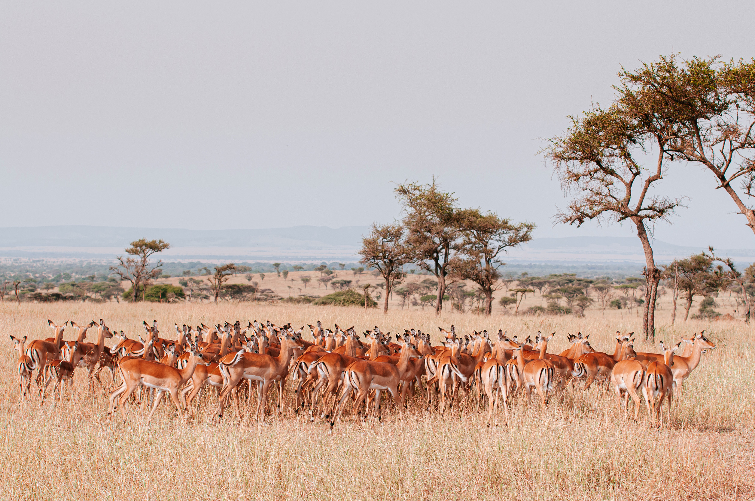 Best Time For Safaris In Tanzania