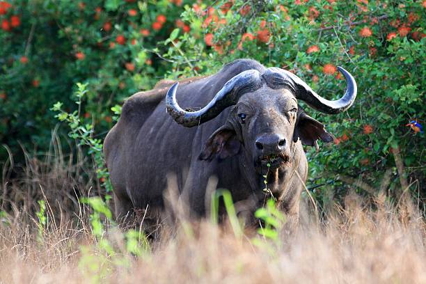 Selous Game Reserve