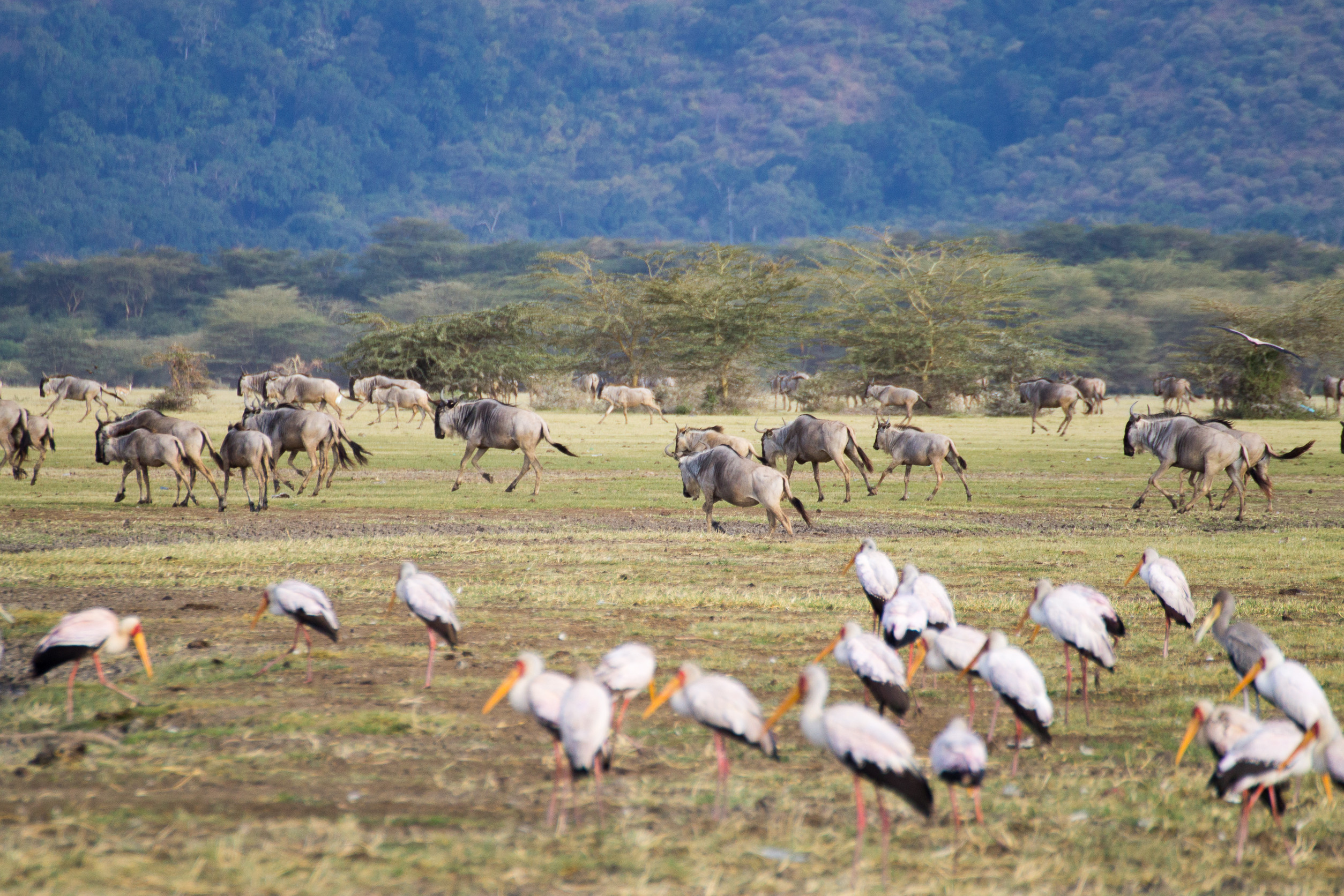 Lake Manyara National Park