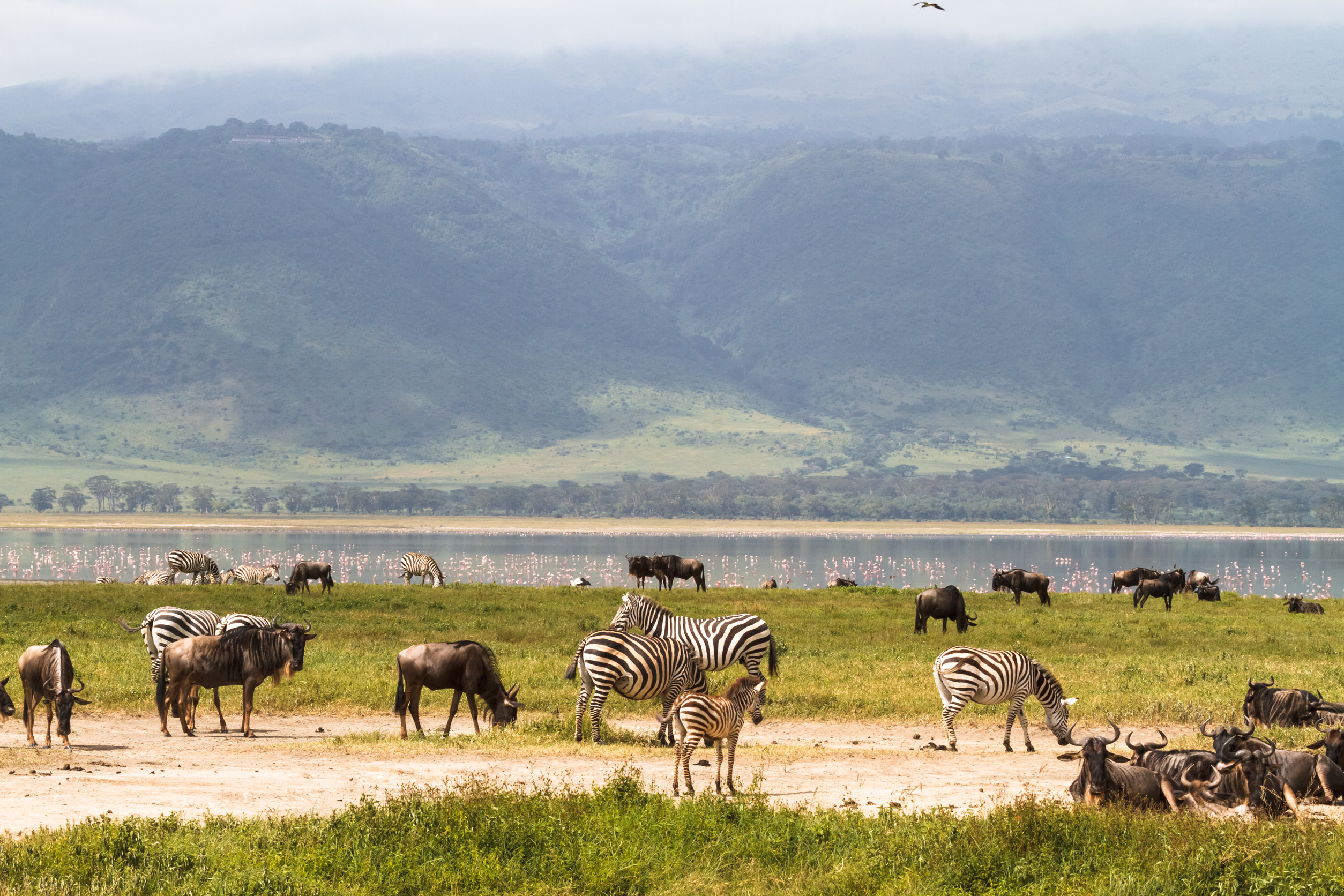 Ngorongoro Crater