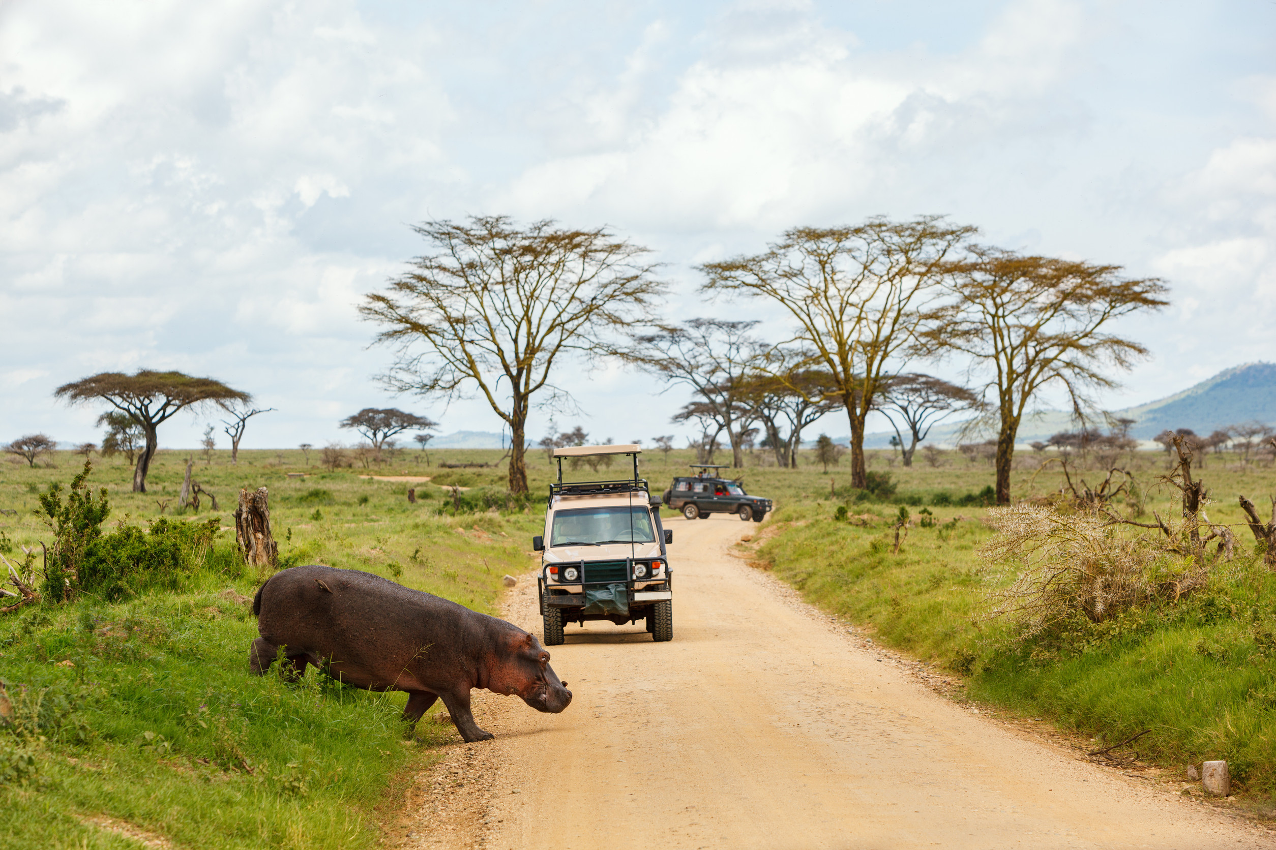 Safari & Wildlife Safety in Tanzania