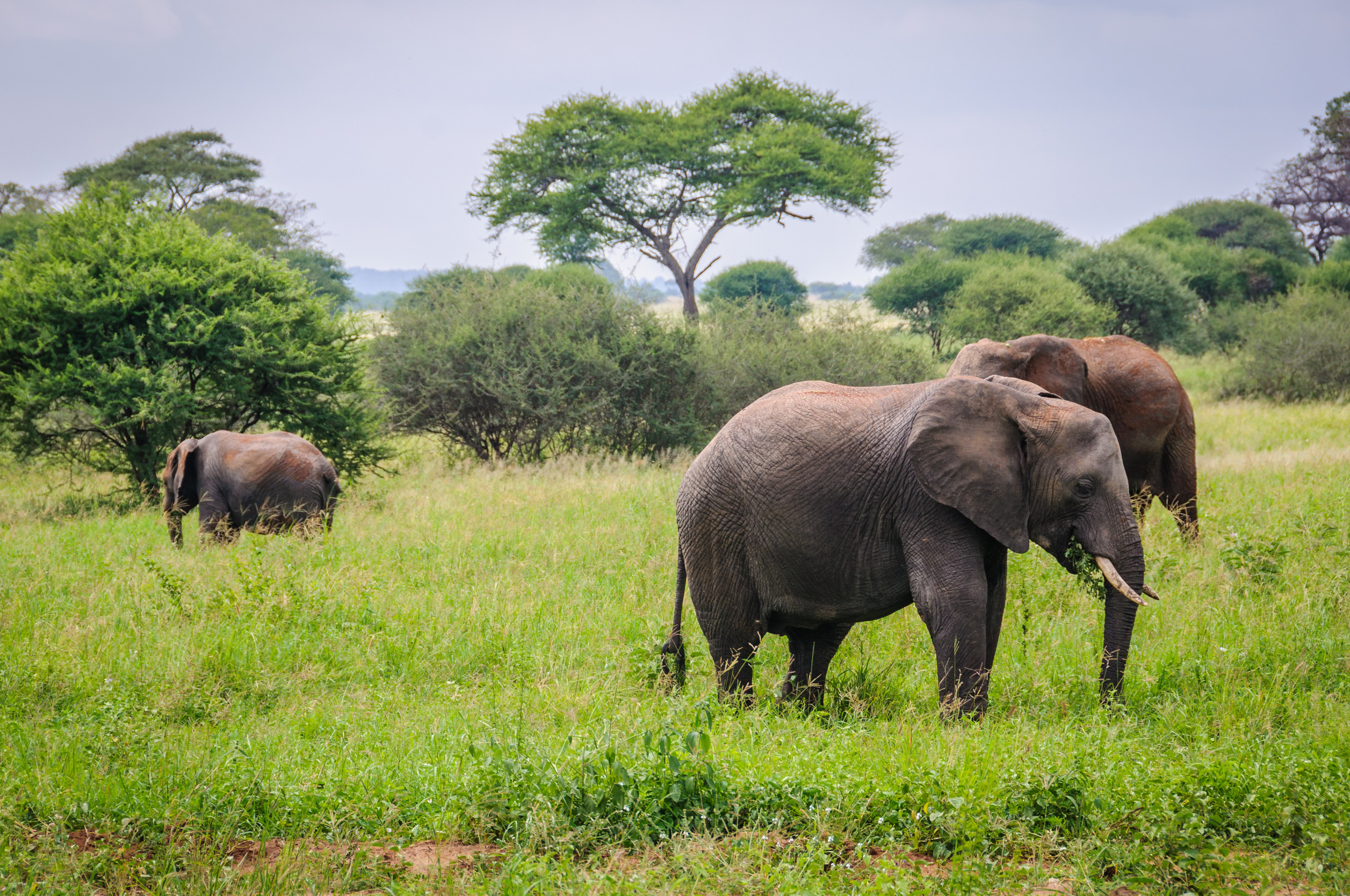 Tarangire National Park