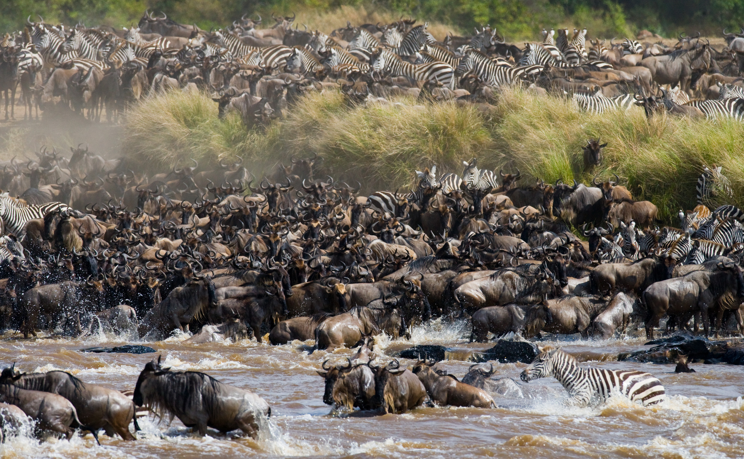 The Great Migration: Serengeti's Biggest Attraction