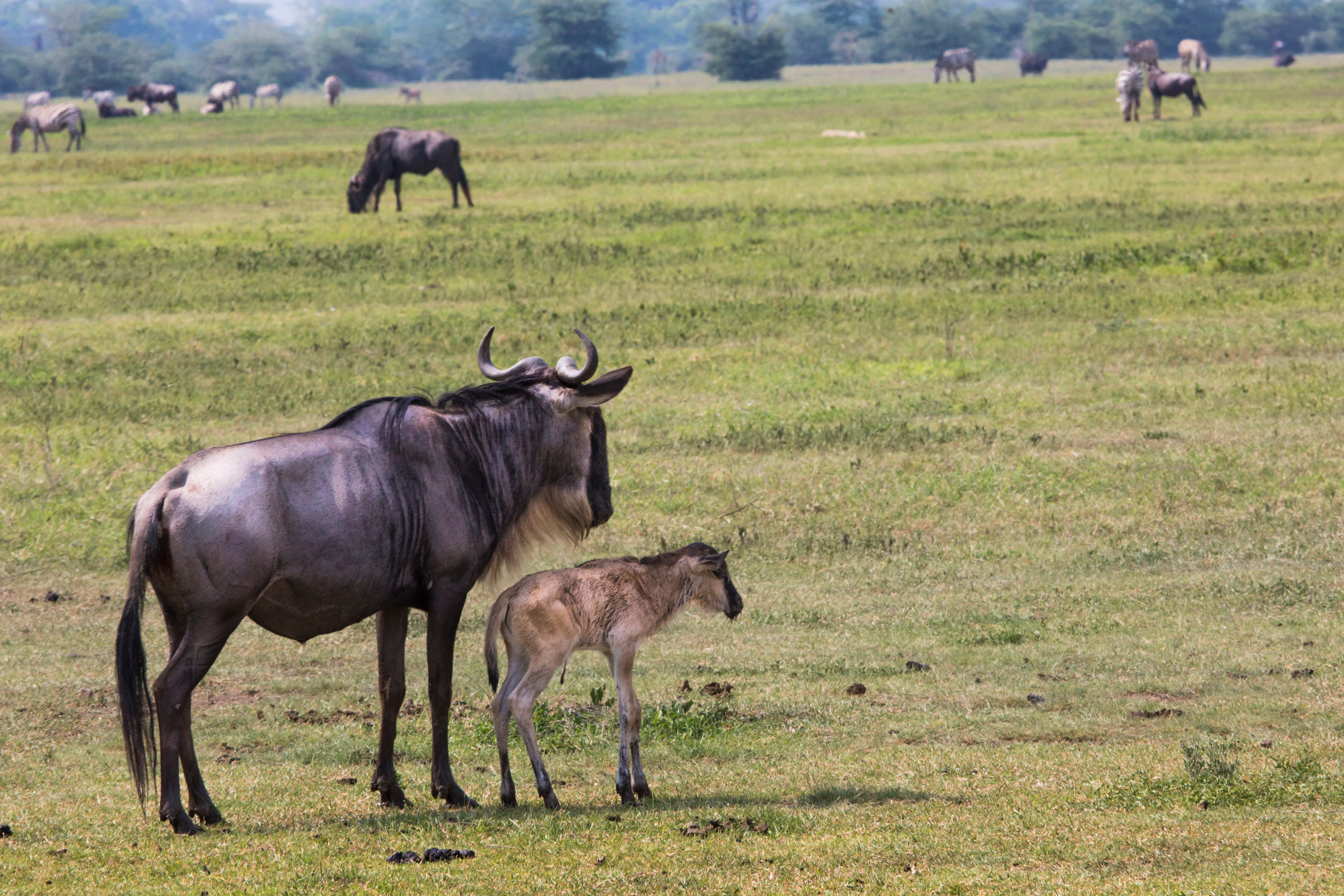 Wildebeest Calving Season