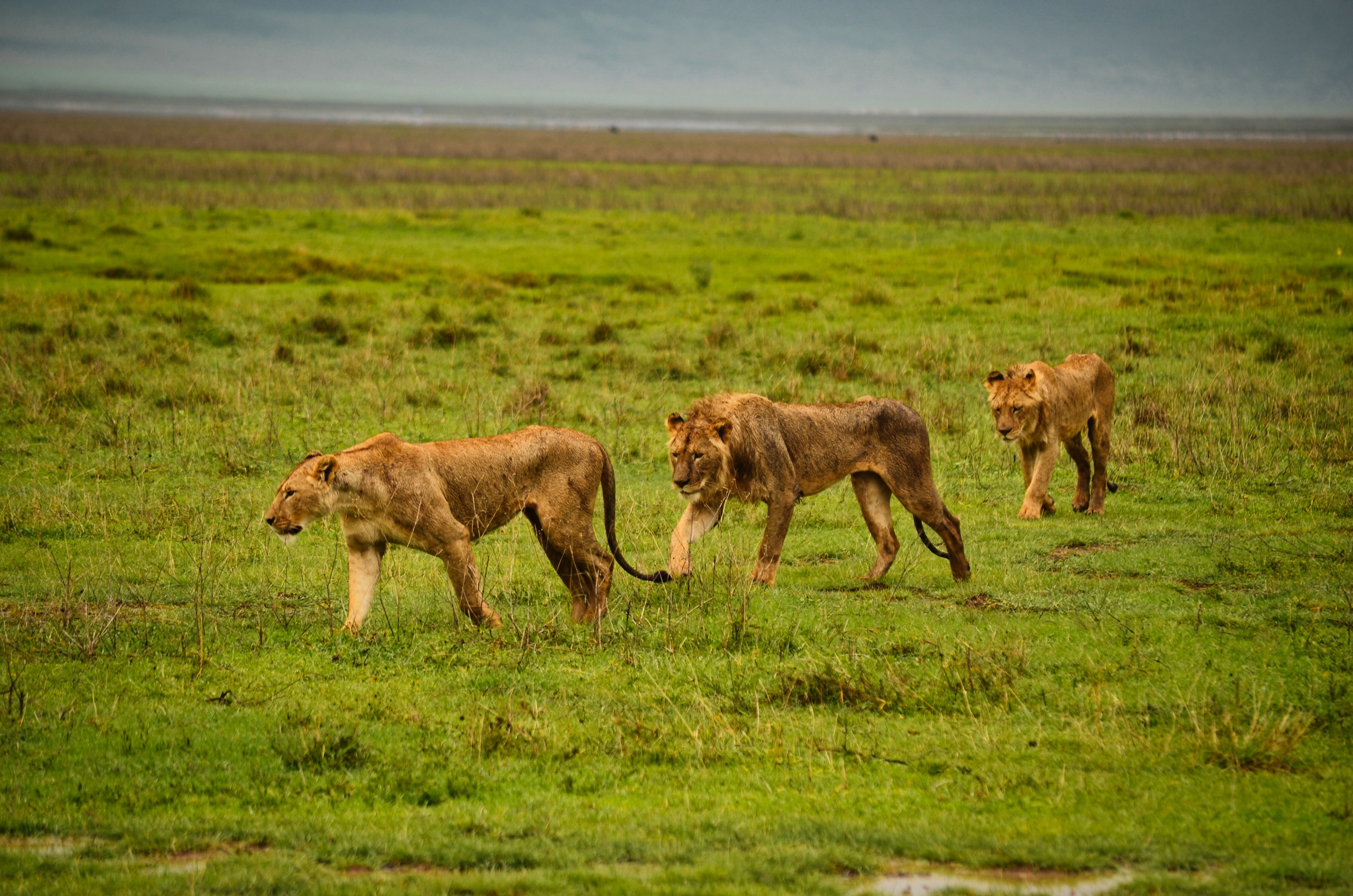 Wildlife In Serengeti National Park